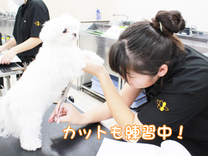 学校のモデル犬を１年生がトリミング！
